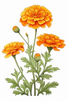 Dive into the delicate artistry of this vibrant marigold sketch. Capturing the essence of a blooming garden, each stroke tells the tale of spring awakening. Perfect for botanists, gardeners, and art lovers alike. #BotanicalArt #MarigoldSketch #FloralIllustration #GardenInspiration Marigold Flowers Drawing, Drawing Marigold Flowers, Marigold Flower Sketch, Marigold Flower Drawing Simple, Marigold Flower Art, Watercolour Marigold, Marigolds Drawing, Marigold Sketch, Marigold Flower Drawing