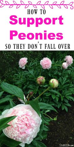 pink flowers with the title how to support peonies so they don't fall over