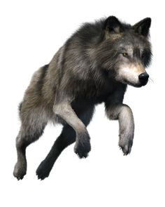 an image of a wolf jumping in the air with his paws out and eyes wide open