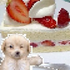 there is a dog that is standing in front of a cake with strawberries on it