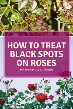 some red flowers and green leaves with the words how to treat black spots on roses