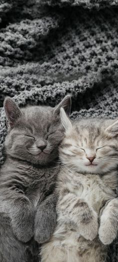 two kittens cuddle together on a blanket