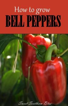 red bell peppers growing on a plant with text overlay how to grow bell peppers