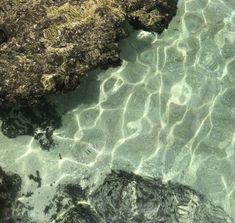 the water is crystal clear and has rocks in it with seaweed growing on them