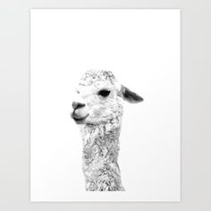 a black and white photo of an alpaca art print by ducky ink