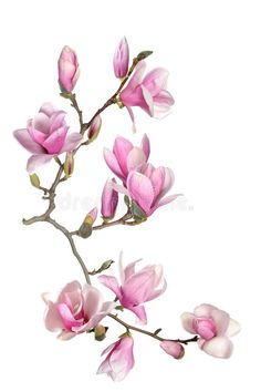 pink flowers on white background with clippings for text or image in the bottom right corner