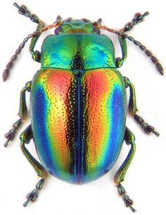 a rainbow colored beetle sitting on top of a white table next to an iphone screen