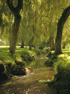 a stream running through a lush green park