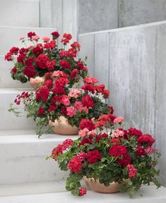 red and pink flowers are lined up on the steps