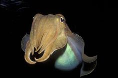 an octopus is swimming in the dark water