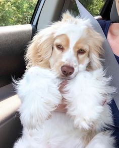 a white and brown dog sitting in the back seat of a car next to a woman