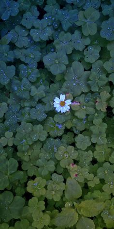 a white flower surrounded by green leaves