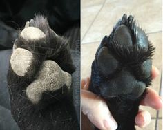 two pictures of the same animal's claws and paws