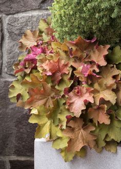 a planter filled with lots of leaves next to a brick wall