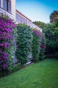 purple flowers are growing on the side of a house in front of a green lawn