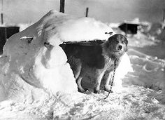 an old photo of a dog standing in front of a pile of snow with chains hanging from it's mouth