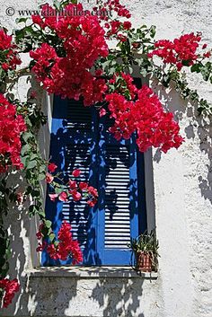 red flowers growing on the side of a white building with blue window and shutters