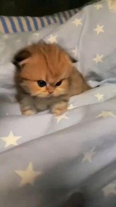 a small kitten is laying on a bed