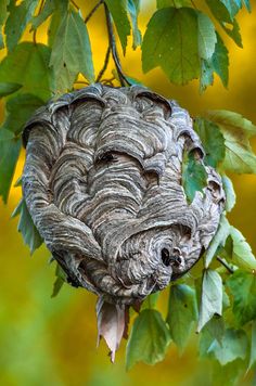 a bird nest hanging from a tree branch