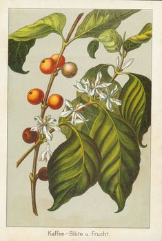 an illustration of the fruit tree with flowers and leaves on it's branch, from a