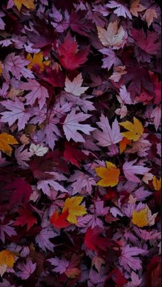 many different colored leaves on the ground