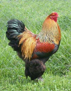 a rooster standing in the grass near a fence