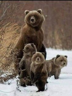 three brown bears standing in the snow with one bear looking at the camera and two cubs walking behind them