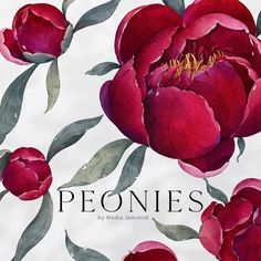 the cover of peonies is shown with red flowers and leaves on a white background