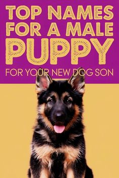 A German Shepherd. Above, there's a title mentioning Top Names for a Male Puppy Boy Puppy Names, Unique Dog Names, Male Dog Names, Dog Names Unique, Boy Dog Names