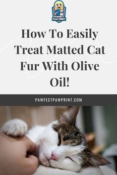 a cat laying on top of a person's arm with the caption how to easily treat matted cat fur with olive oil