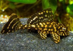 a close up of a fish on a rock