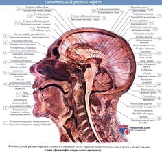 the head and neck are labeled with labels on each side, including the frontal part of the