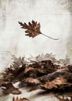 a leaf floating in the air on top of dry grass with leaves scattered around it