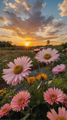 the sun is setting over a field full of pink flowers with yellow centers and green leaves