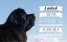 a black dog looking up at the sky with a quote above it that says, i asked god for a friend so he sent me a nerdland