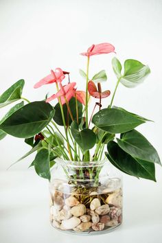 a glass vase filled with lots of flowers and rocks