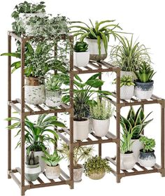 a shelf filled with lots of different types of plants