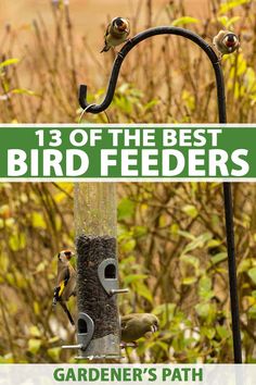 three birds sitting on top of a bird feeder with the words 13 of the best bird feeders