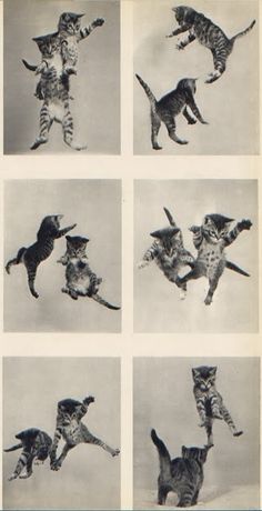 several pictures of cats jumping in the air