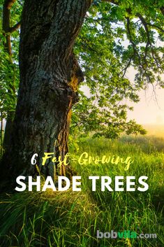 a tree with the sun shining through it and text that reads,'first growing shade trees