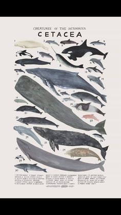 a poster with different types of whales on it's sides and the words cetacea