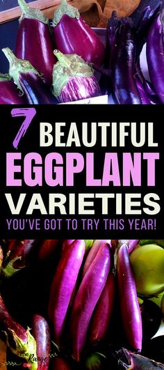 purple eggplant varieties with the title 7 beautiful eggplant varieties you've got to try this year