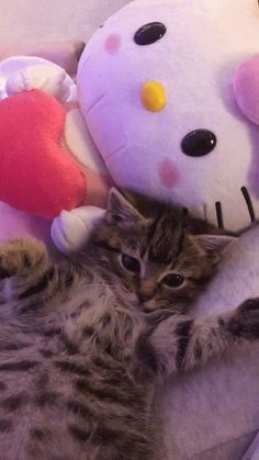 a cat laying on its back next to a hello kitty stuffed animal with a heart