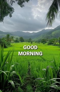 the words good morning are surrounded by lush green grass and palm trees in front of a mountain range