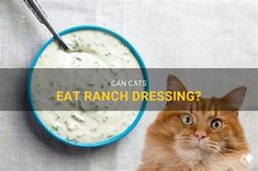 an orange cat sitting next to a bowl of ranch dressing with the caption can cats eat ranch dressing?