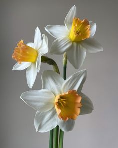 three white and yellow flowers in a vase