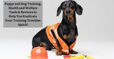 a dachshund dog wearing an orange safety vest sitting next to construction supplies