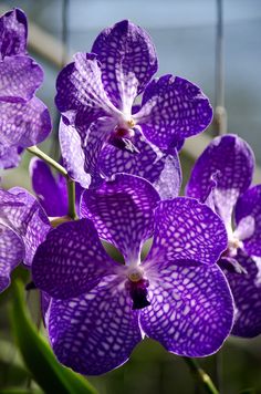 purple flowers are blooming in the garden