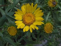 yellow flowers with green leaves in the background