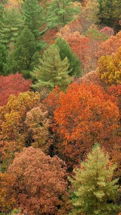 many different trees in the woods with orange and green leaves